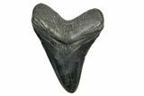 Fossil Megalodon Tooth - South Carolina #374094-1